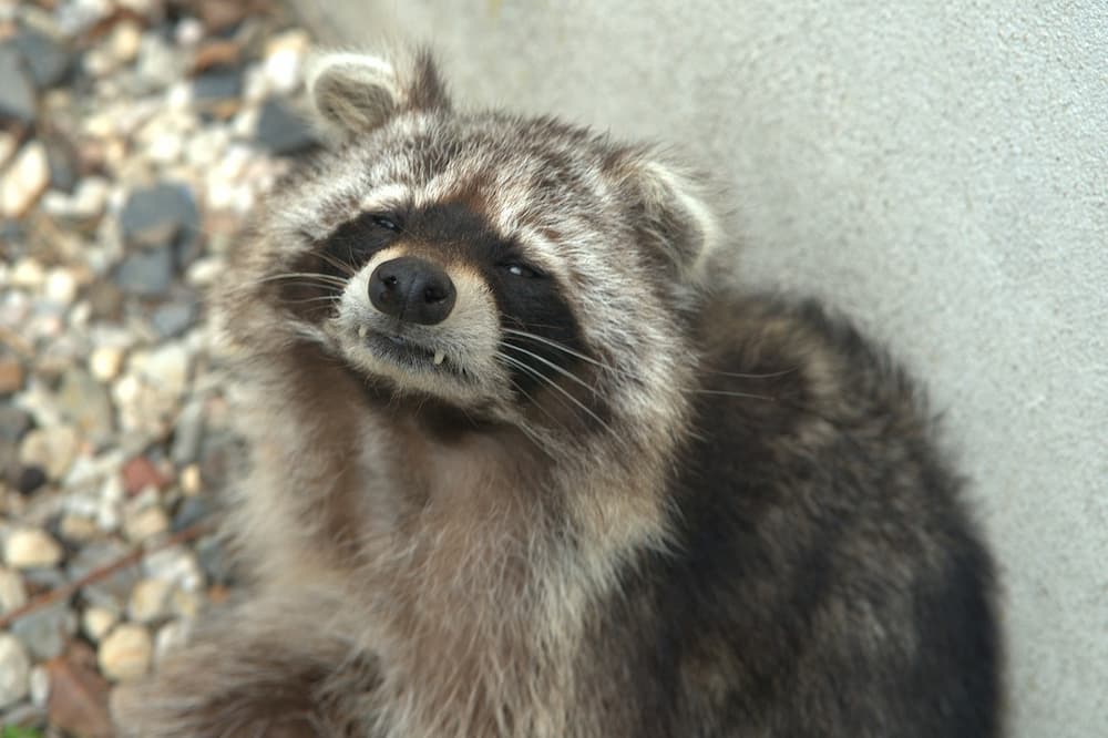 racoon with teeth showing next to an outdoor dumpster